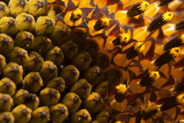 Girasol — Foto de Stock