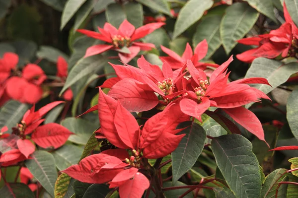 Flores de Navidad — Foto de Stock