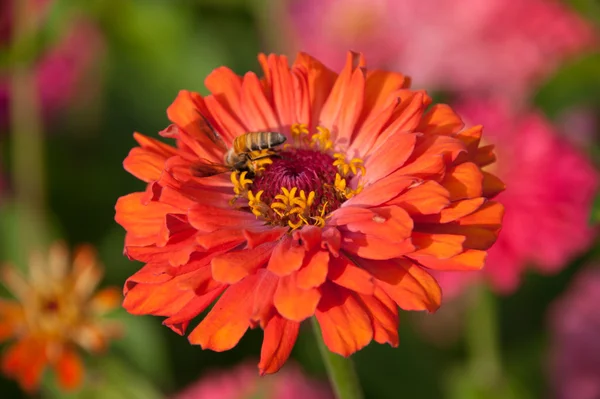 Red flower — Stock Photo, Image