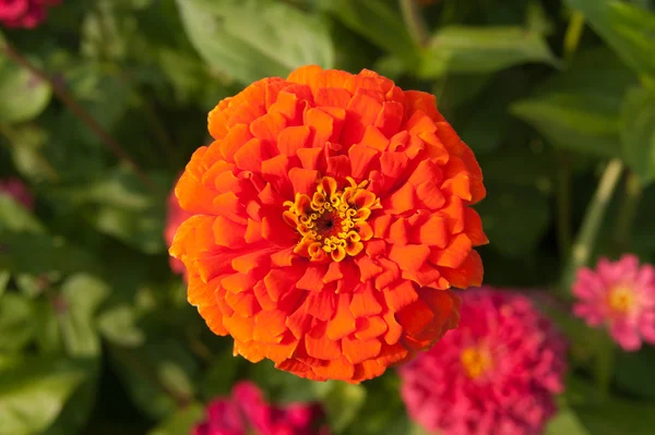 Red flower — Stock Photo, Image