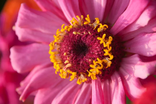 Flores cor de rosa — Fotografia de Stock