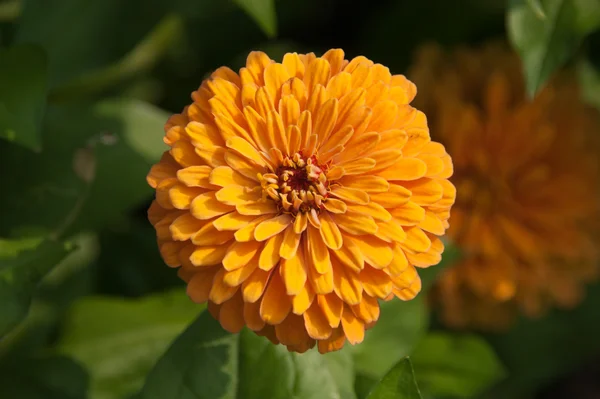 Gelbe Blüten — Stockfoto