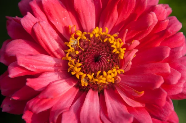 Red flower — Stock Photo, Image