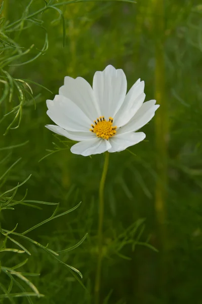 Witte bloemen — Stockfoto