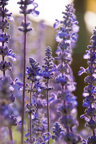 Lila blomma — Stockfoto