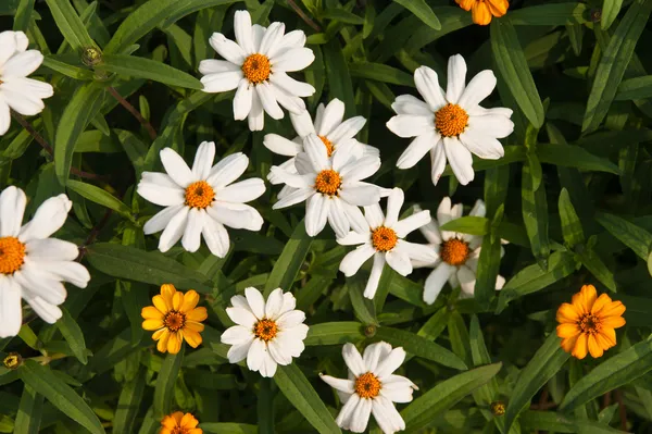 Kleurrijke bloemen — Stockfoto