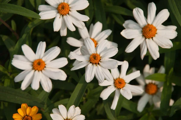 色とりどりの花が — ストック写真