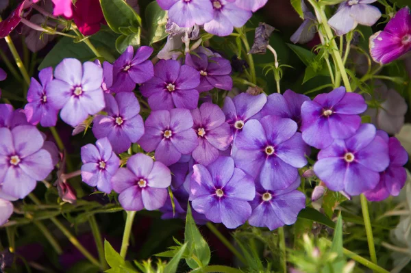 Violette Blüte — Stockfoto