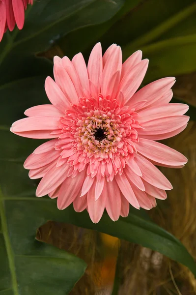 Pink flowers — Stock Photo, Image