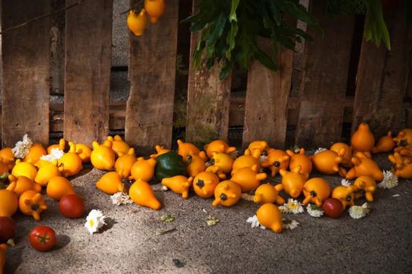 Melanzana con pomodoro giallo — Foto Stock