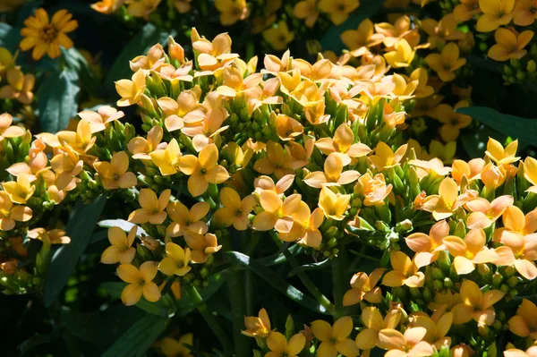 Gula blommor — Stockfoto