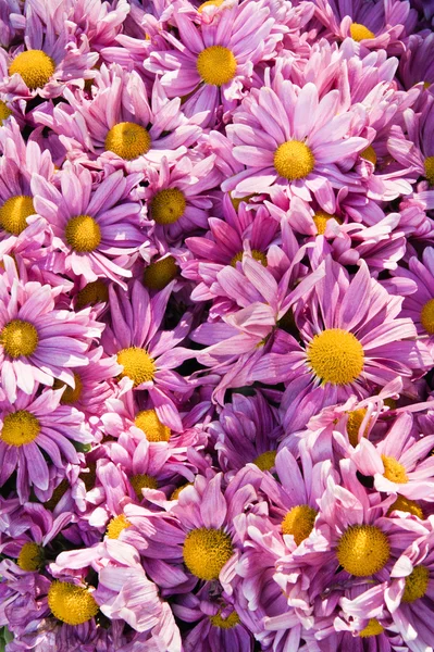 Purple Flower — Stock Photo, Image