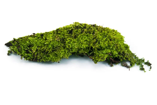 Moss green — Stock Photo, Image