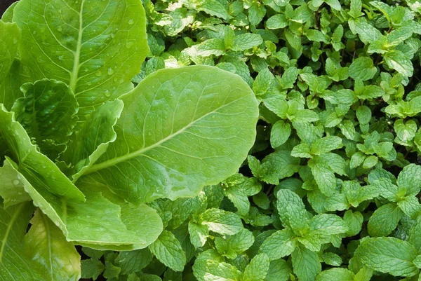 Mint salade — Stockfoto