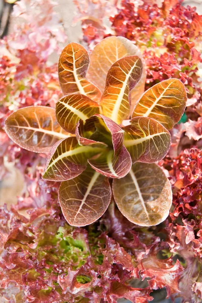 Roter Salat — Stockfoto