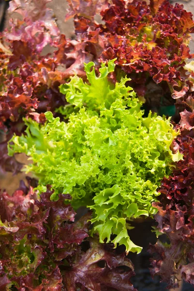 Lettuce — Stock Photo, Image