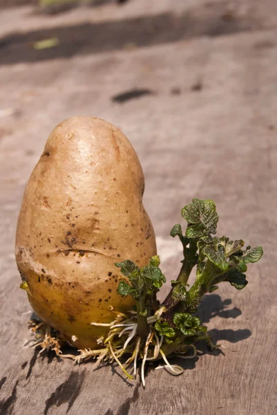 Odla potatis — Stockfoto