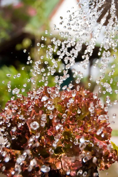 Watering in the Garden — Stock Photo, Image