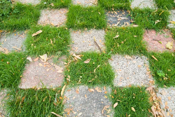 Grass pattern — Stock Photo, Image