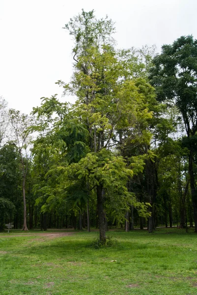 Bäume im Garten — Stockfoto