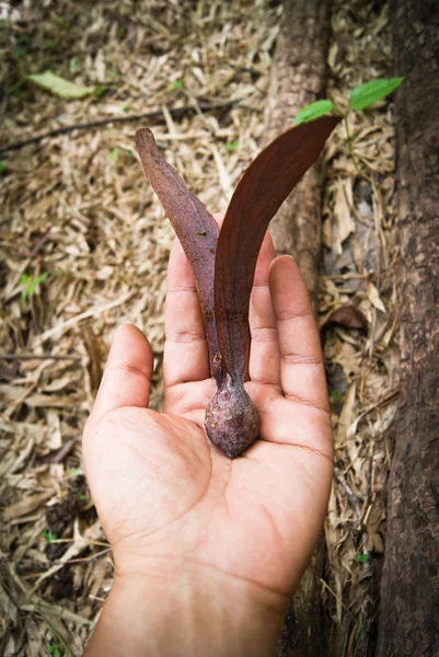 Dipterocapus alatus Roxb — Fotografia de Stock