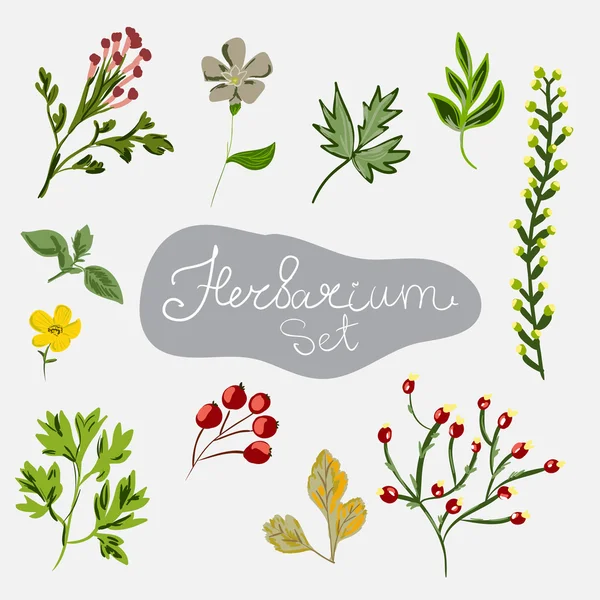 Olika växter. herbarium — Stock vektor