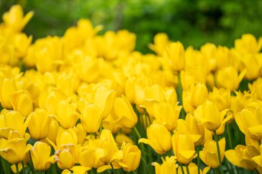 Lale tarlasında güzel sarı laleler. Bahar geldi. Renkli fotoğraf. Doğa