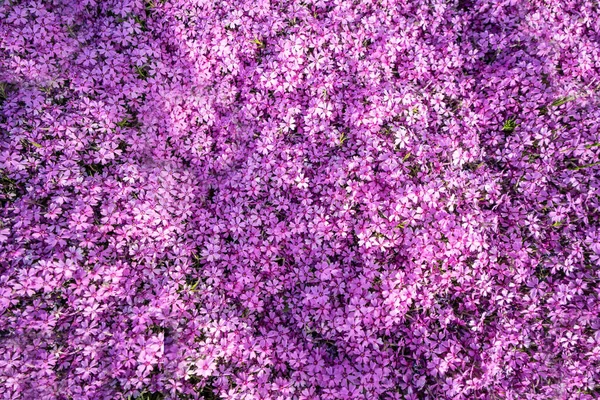 Floral Carpet Pink Purple Little Flowers Colorful Photo Sunny Natural — Stock Photo, Image