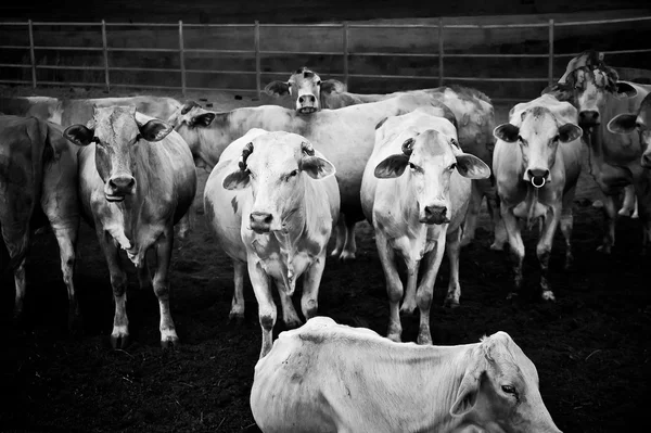 Siyah beyaz resim ekleme tahıl Tayland sığır - tak doğurmak — Stok fotoğraf