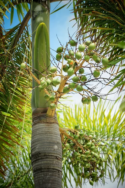 Betel palm fruit — Stock Photo, Image