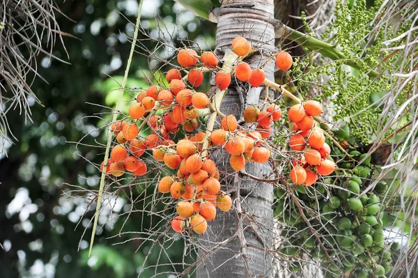 Fruta de palma de betel —  Fotos de Stock