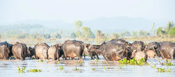 Buffalo on the river in thailand — Stock Photo, Image