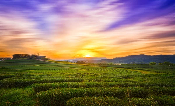 Beautiful sunset over green tea plantation in chiangrai, Thailan — Stock Photo, Image