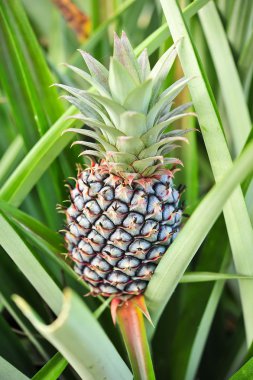 gruptaki genç ananas