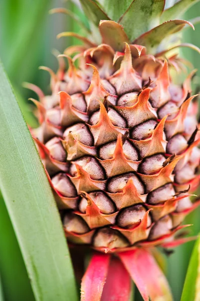 Închiderea pielii de ananas — Fotografie, imagine de stoc