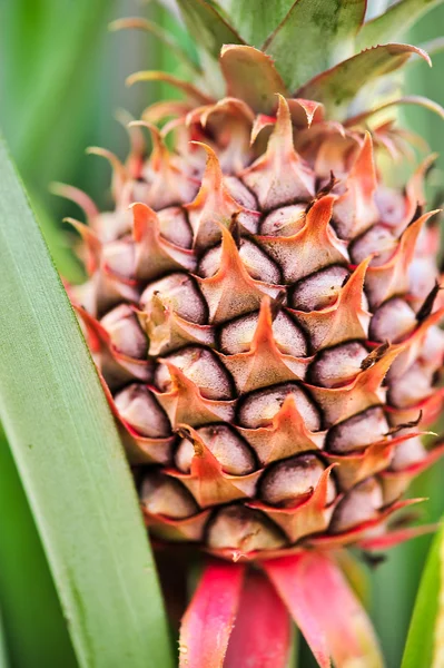 Close up de pele de abacaxi — Fotografia de Stock