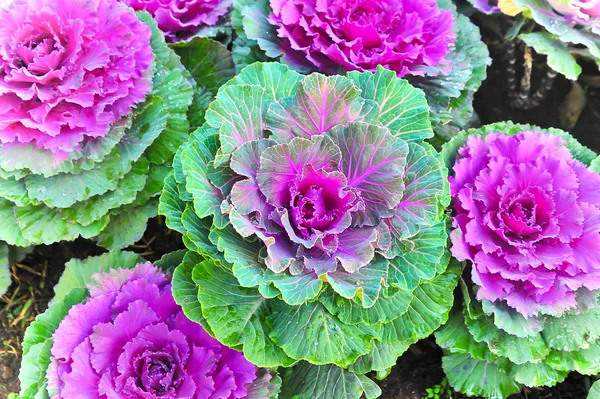 Un fiore di cavolo verde e viola per decorare il giardino — Foto Stock