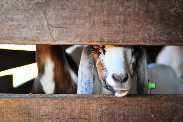 Goats in pen farm house — Stock Photo, Image