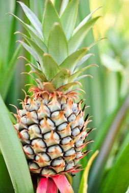gruptaki bir bebek ananas