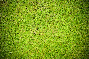 Güzel yeşil çimen dokusu 