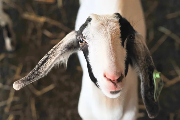 Goats in farm house — Stock Photo, Image