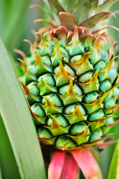 Close up de pele de abacaxi — Fotografia de Stock