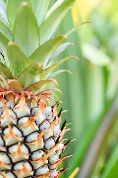 Gruptaki bir bebek ananas — Stok fotoğraf