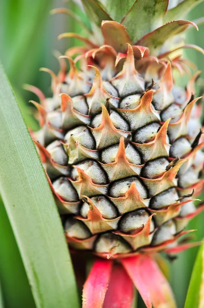 Închiderea pielii de ananas — Fotografie, imagine de stoc