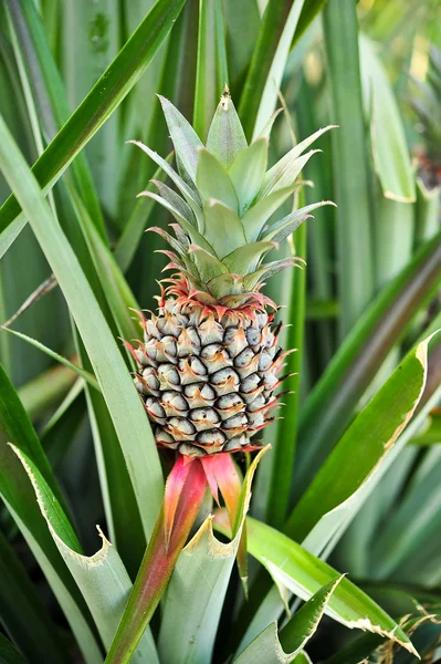 Güzel genç bir ananas — Stok fotoğraf