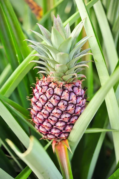 Gruptaki genç ananas — Stok fotoğraf