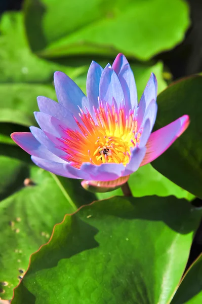 Topp beskåda av rosa lotus — Stockfoto