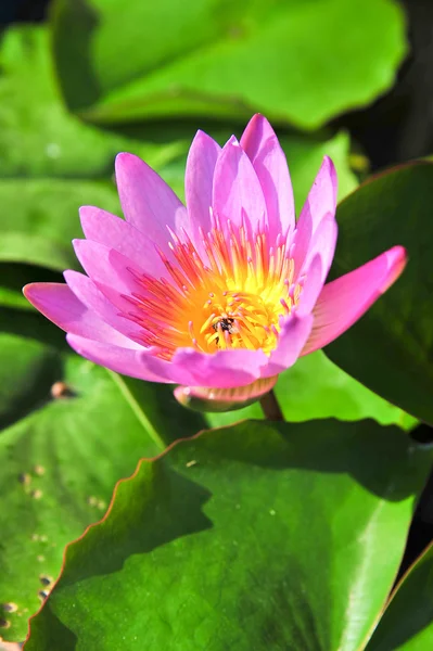 Topp beskåda av rosa lotus — Stockfoto