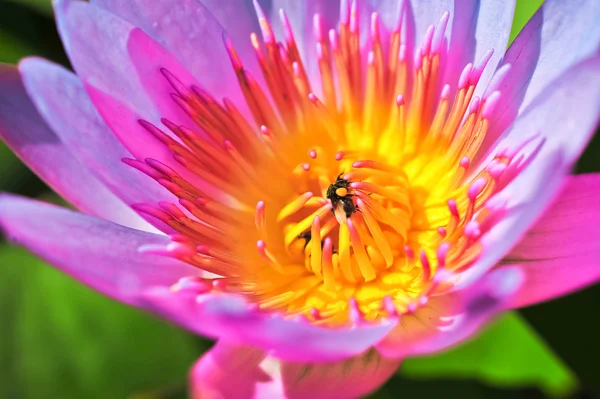 Topp beskåda av vackra rosa lotus — Stockfoto