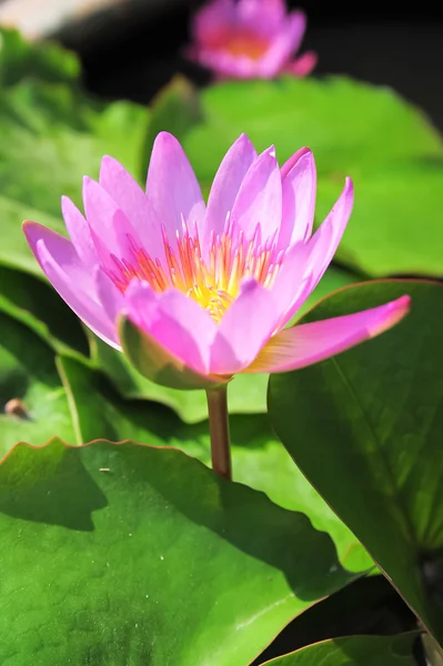 Rosa lotus i potten — Stockfoto